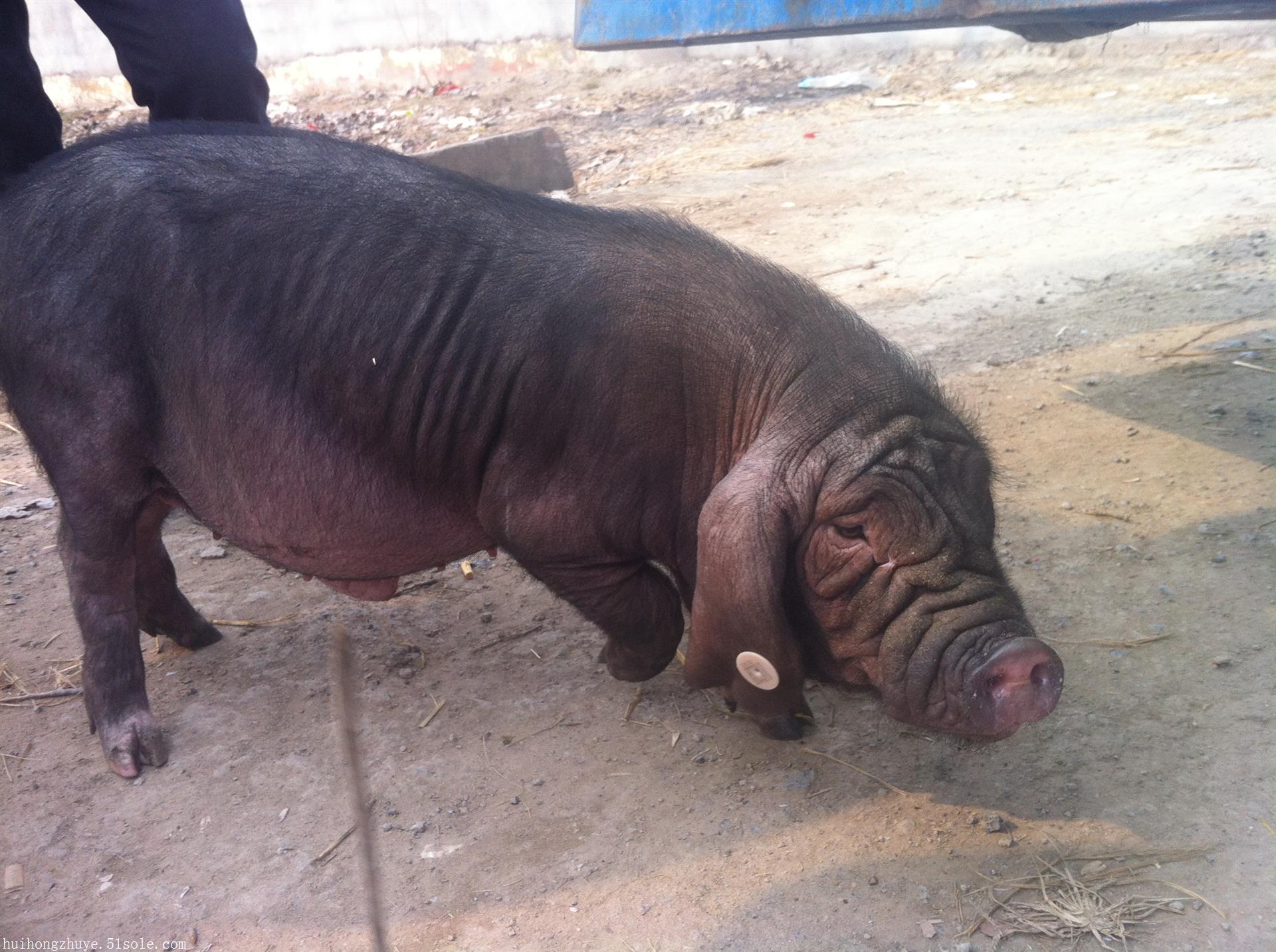 重庆太湖母猪图片