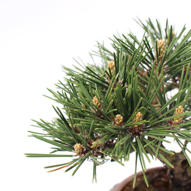 日本原盆原土寿松盆景祝寿佳品中小型盆景