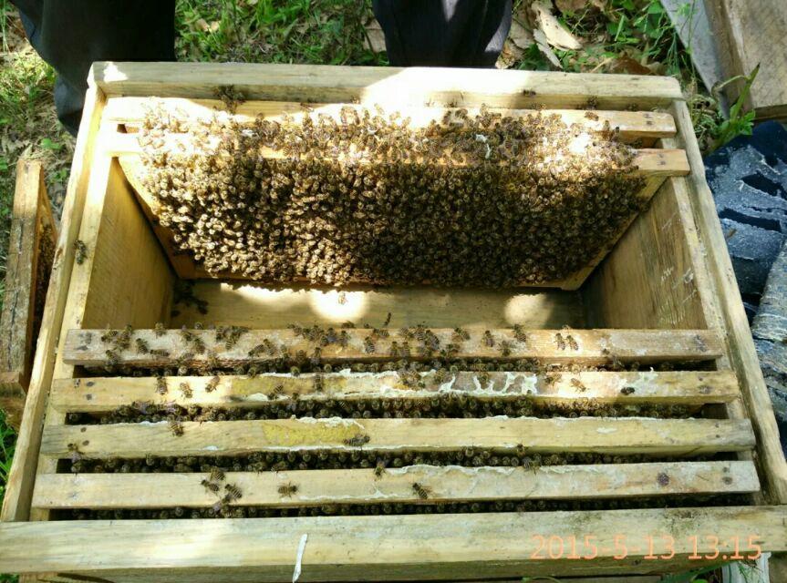 中华蜂网养蜂技术 中华蜂论坛养蜂中华蜂网论坛