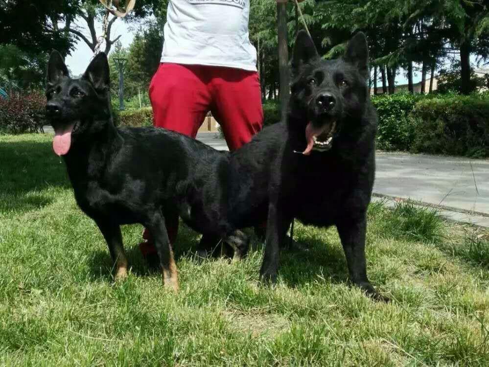 銀川牧羊犬幼崽價格牧羊犬視頻