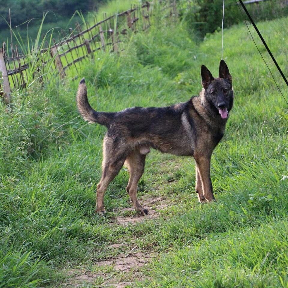 湖州地区东德牧羊犬哪里有卖的小狼狗多少钱