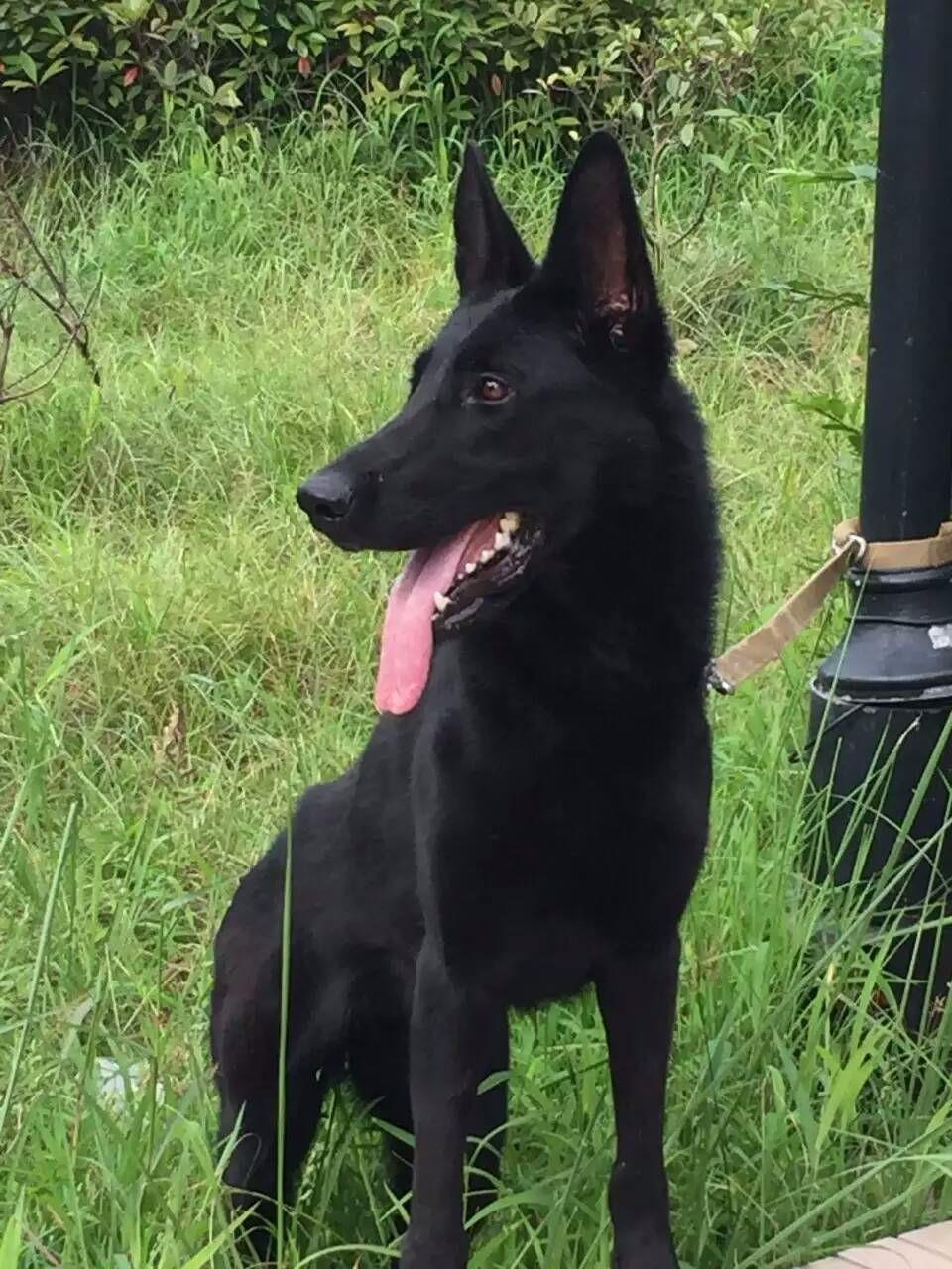 黑背牧羊犬價格 虎林地區哪裡有賣馬犬的歡迎致電起航警犬基地