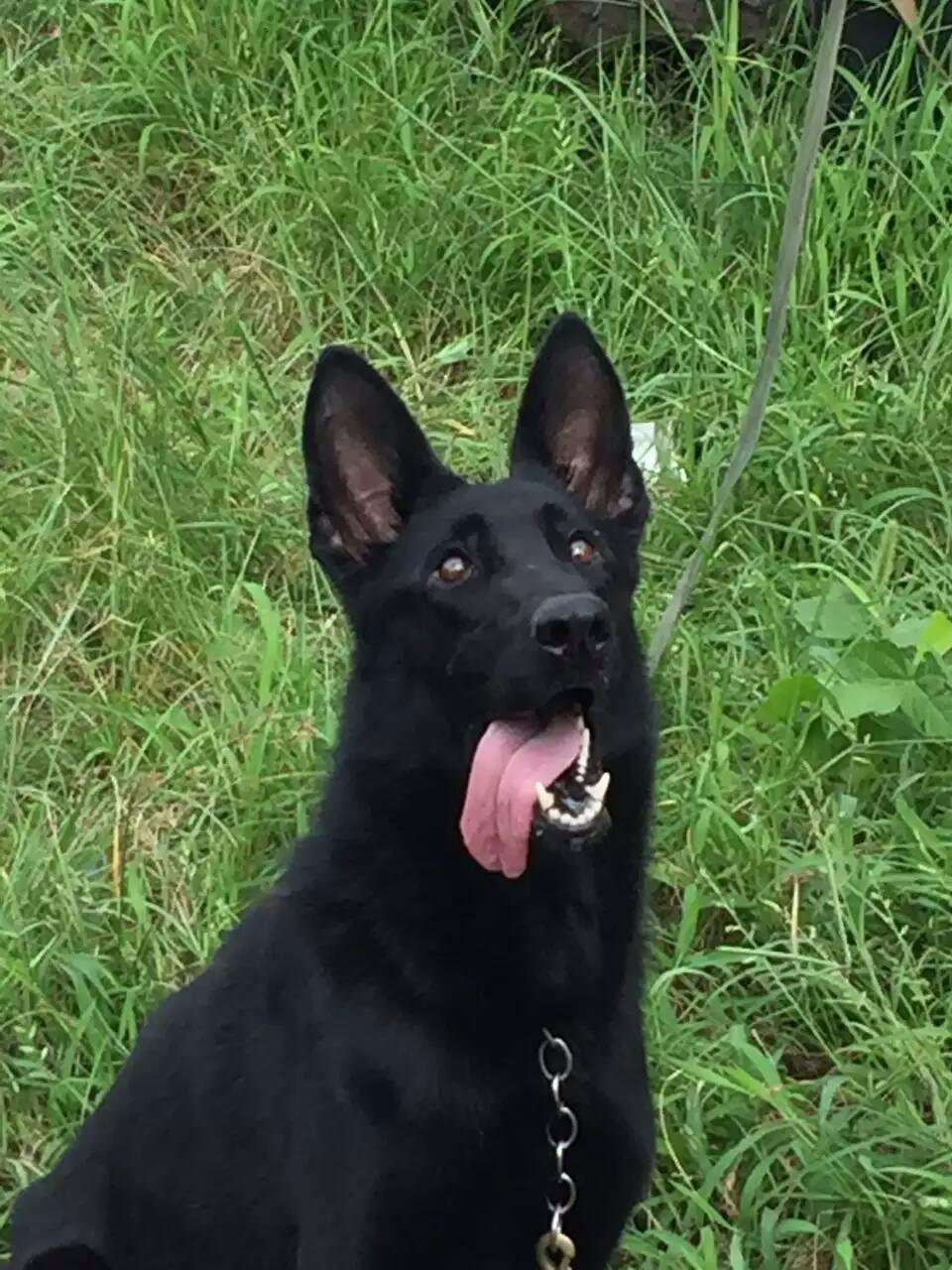 在建阳地区哪里有卖小马犬的黑背牧羊犬价格