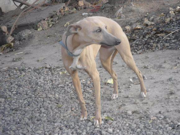 淮南地區狼青犬哪裡有賣的東德小狼狗多少錢