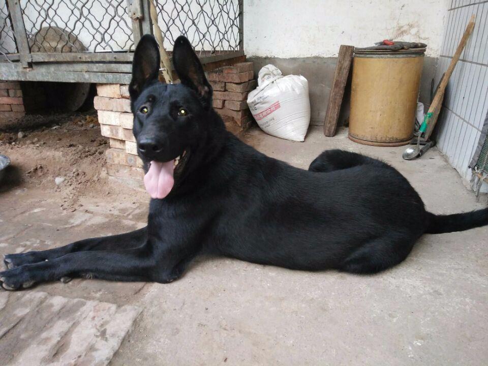 博樂地區純種牧羊犬哪裡有賣的純種牧羊犬多少錢