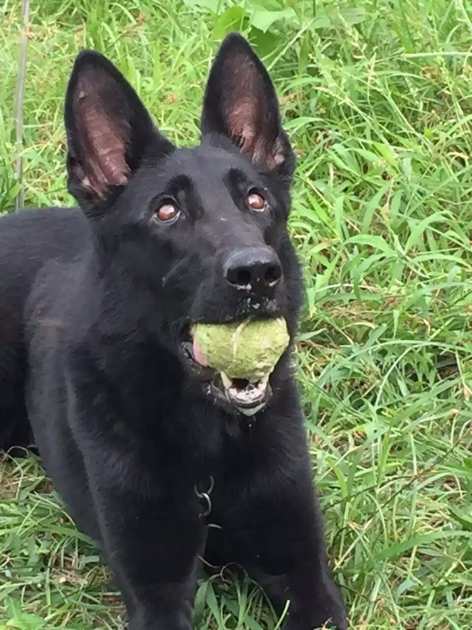 高州纯黑东德牧羊犬价格东德牧羊犬多少钱一只