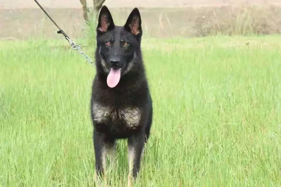 鞍山会科目的东德牧羊犬价格哪里有卖的狼灰色东德牧羊犬