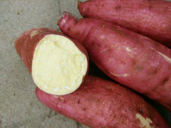 新品种济薯26红薯/地瓜脱毒红薯苗大量预定中