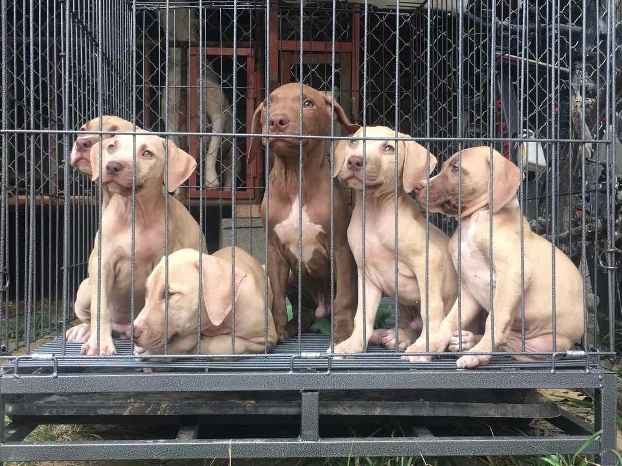 比特犬多少钱