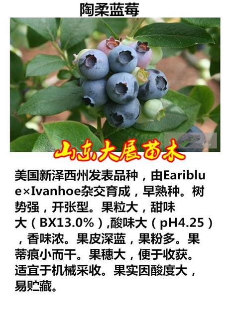 丹东蓝莓品种苗木介绍图片