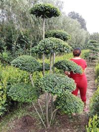 河南省鄢陵县小叶女贞造型树基地