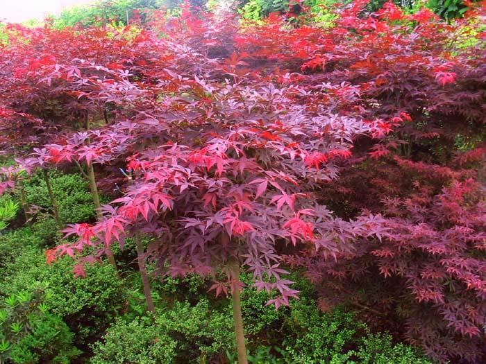 河北苗木基地石家莊紅楓行情紅楓行情